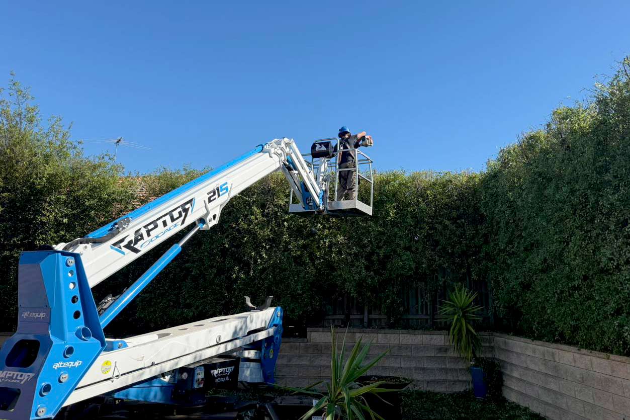 raptor and arborists