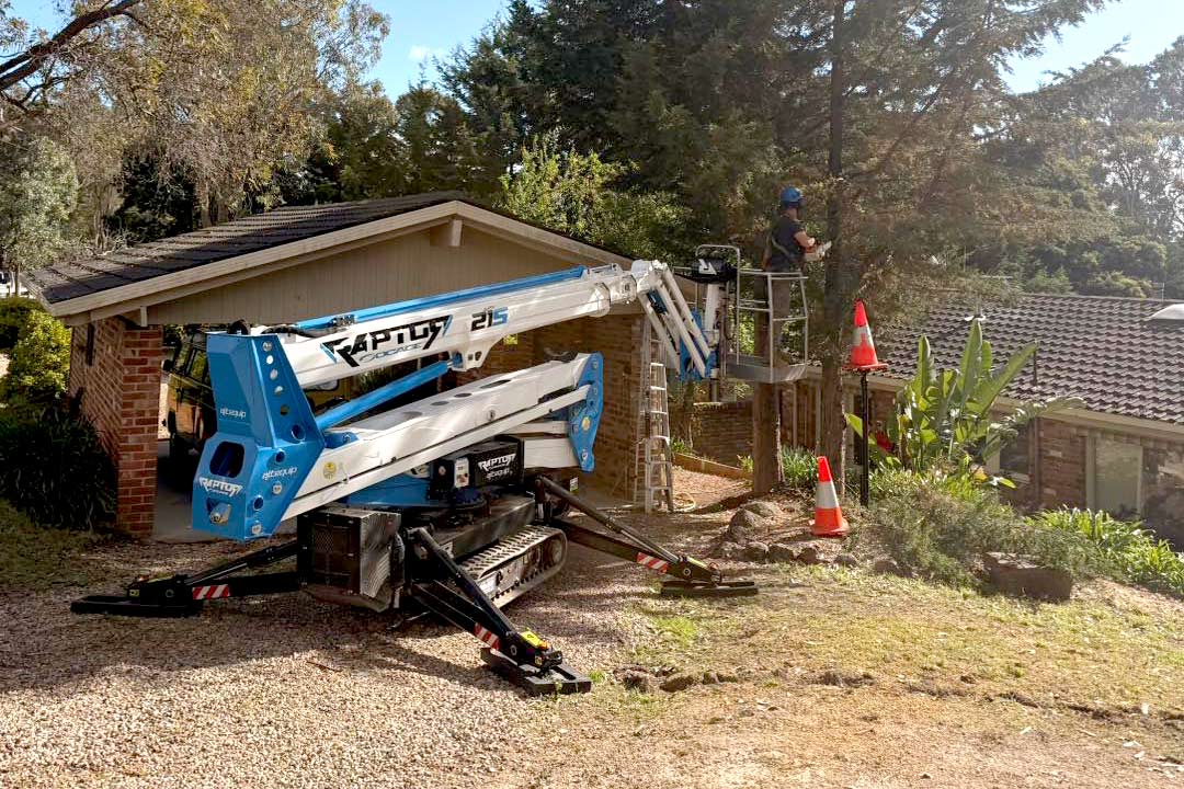 socage raptor tree lopping